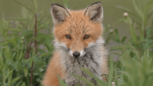 Baby Fox Sitting in Grass Looking at Camera