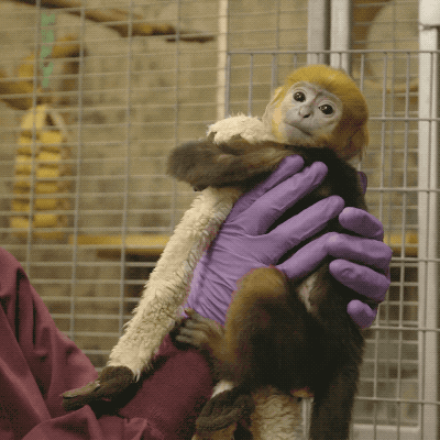 Baby Francois Langur Monkey Clutching Toy GIF