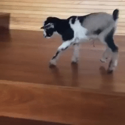 Baby Funny Goat Loves Jumping GIF