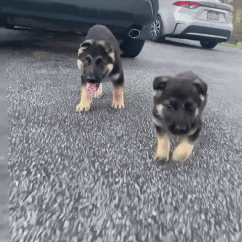 Baby German Shepherd GIF
