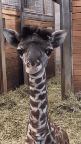 Baby Giraffe in Fenced Area With Hay