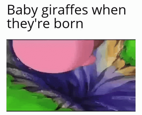 Baby Giraffes Funny Falling GIF