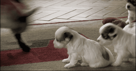 Baby Goat Playing With Puppies Funny Animal GIF