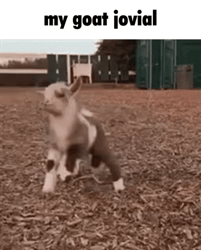 Baby Goat Running Saying My Goat Jovial