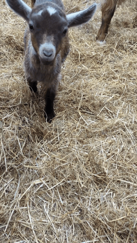 Baby Goat Standing in Hay Looking at Camera