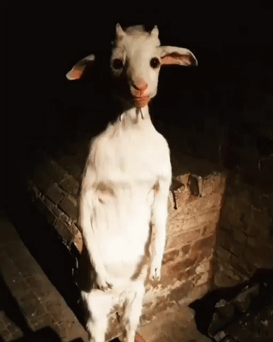 Baby Goat Standing GIF