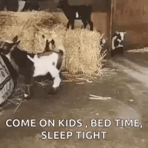 Baby Goats Beside Hay Pile