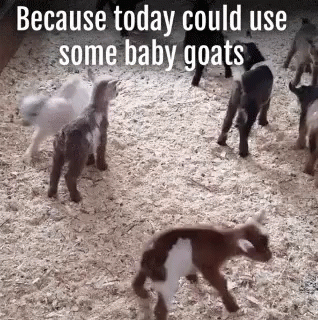 Baby Goats On Wood Chip Pile GIF