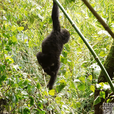 Baby Gorilla Hanging In Jungle GIF