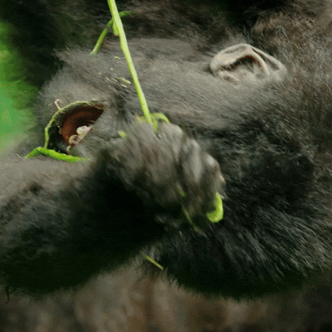 Baby Gorilla Monkey Hanging Upside Down GIF