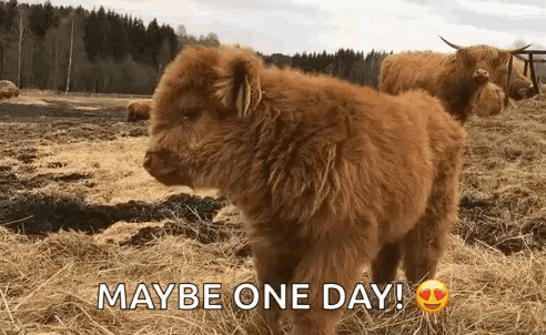 Baby Highland Cow Maybe One Day