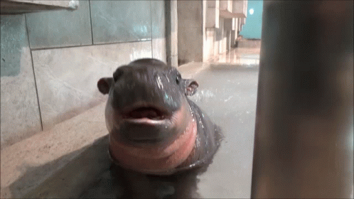 Baby Hippo Want More Food GIF