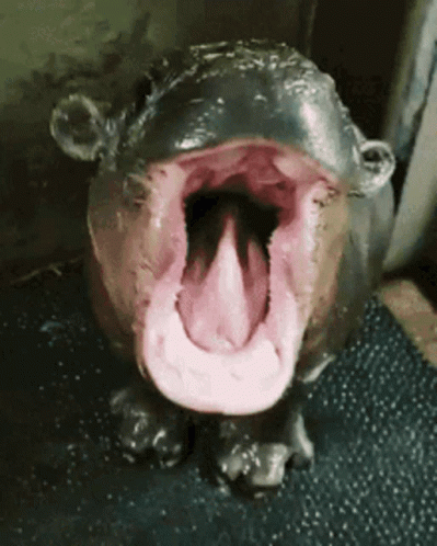 Baby Hippo Want Some Food GIF