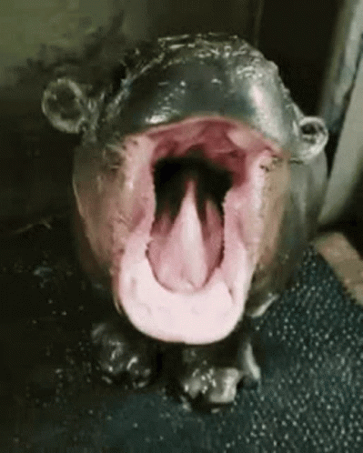 Baby Hippo Want To Feed Him GIF