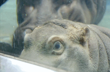 Baby Hippopotamus Close Up GIF