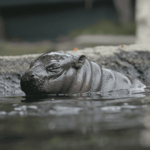 Baby Hippopotamus Ear Flapping GIF
