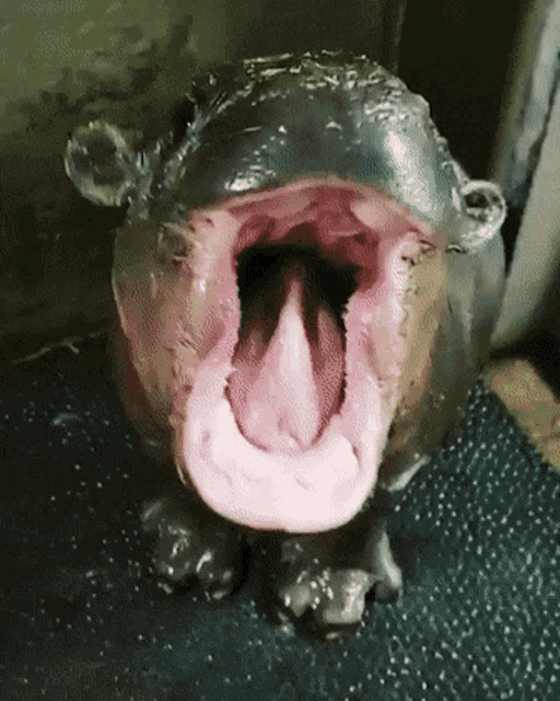Baby Hippopotamus Yawn GIF