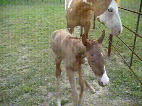 Baby Horse Falling GIF