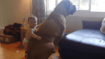 Baby Hugging Big Dog GIF