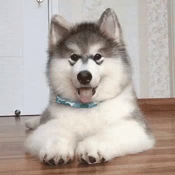 Baby Husky Confused Dog GIF