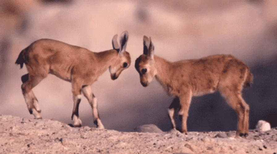 Baby Ibex Animal GIF