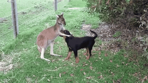 Baby Kangaroo Good Job GIF