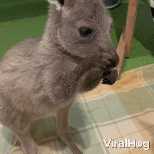 Baby Kangaroo Standing on Plaid Blanket Viralhog