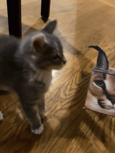Baby Kitty Fighting Floppa Toy GIF