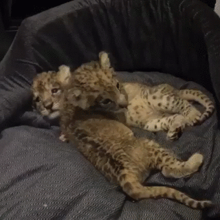 Baby Leopards Big Hugs GIF