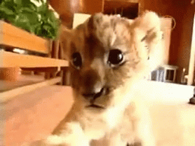 Baby Lion Selfie GIF 