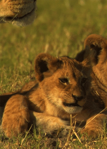 Baby Lion Sneeze GIF
