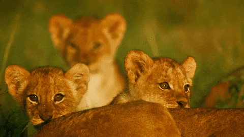 Baby Lions Roaring GIF
