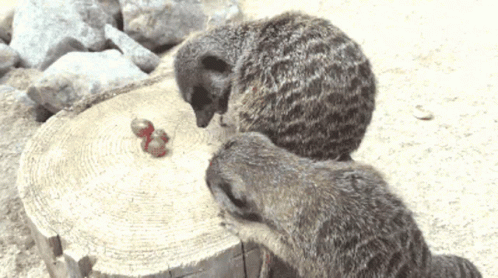 Baby Meerkats Fighting For Food GIF