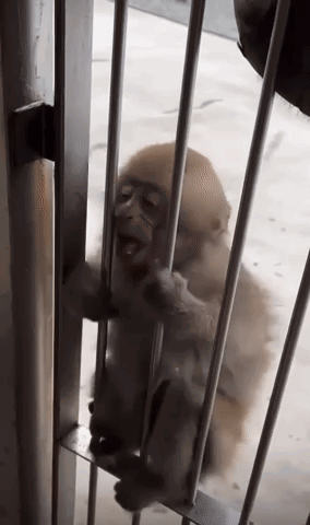 Baby Monkey Behind Bars Looking Out GIF