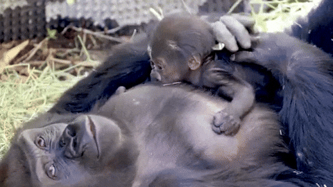 Baby Monkey Gentle Pats From Mom GIF