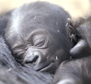 Baby Monkey Gorilla Sound Asleep GIF