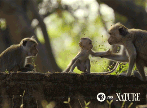 Baby Monkey Grasped By Mom GIF