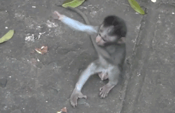 Baby Monkey Held by Larger Monkey