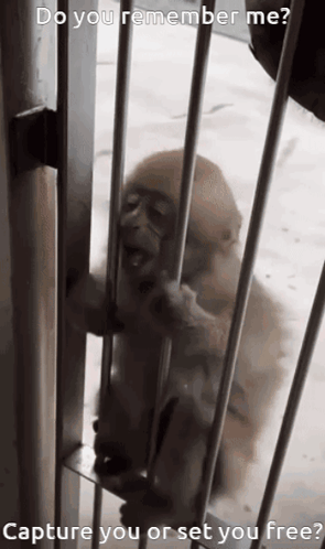Baby Monkey In Cage Do You Remember Me GIF