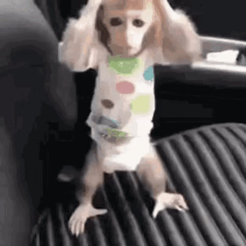 Baby Monkey in Diaper Standing in Car