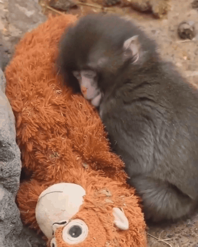Baby Monkey Laying on Stuffed Animal