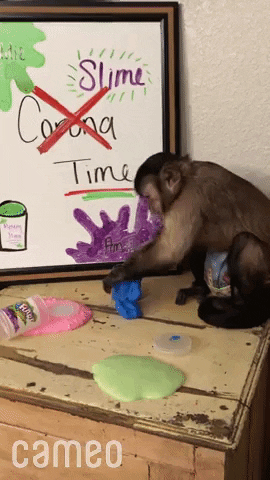 Baby Monkey Messing Up GIF