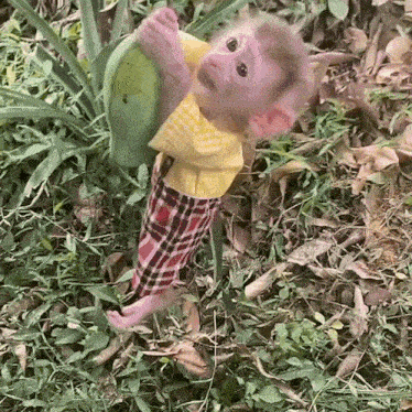 Baby Monkey Monkey Hanging Gif GIF