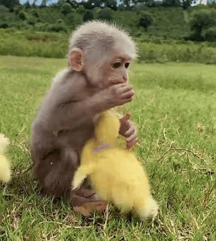 Baby Monkey Playing with Stuffed Animal in Field