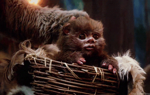 Baby Monkey Sitting in Wicker Basket