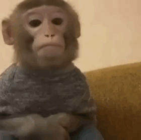 Baby Monkey Sitting On Couch GIF