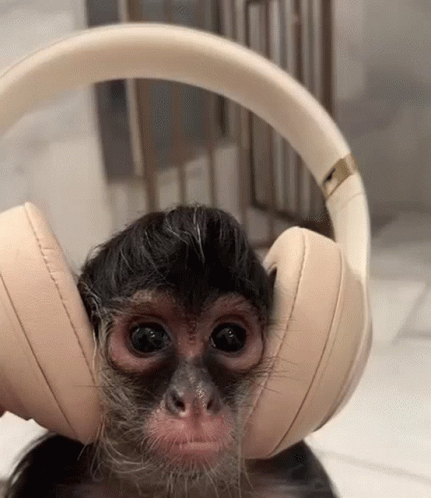 Baby Monkey Wearing Headphones GIF