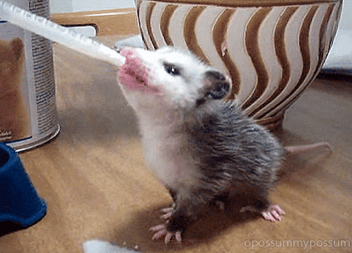 Baby Opossum Drinking Milk From Bottle