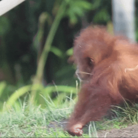 Baby Orangutan Monkey Crawling GIF
