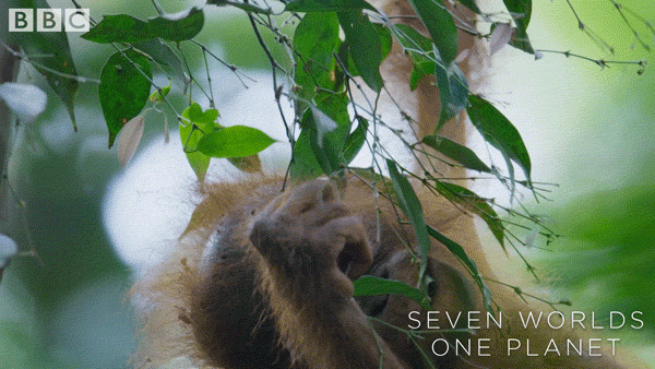 Baby Orangutan Monkey Hanging From Tree GIF
